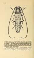 Image of Asaperda agapanthina Bates 1873