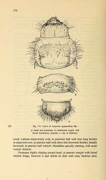 Image of Asaperda agapanthina Bates 1873