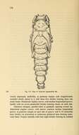 Image of Asaperda agapanthina Bates 1873