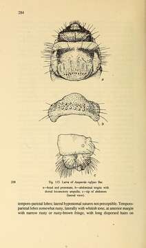 Image of Asaperda rufipes Bates 1873