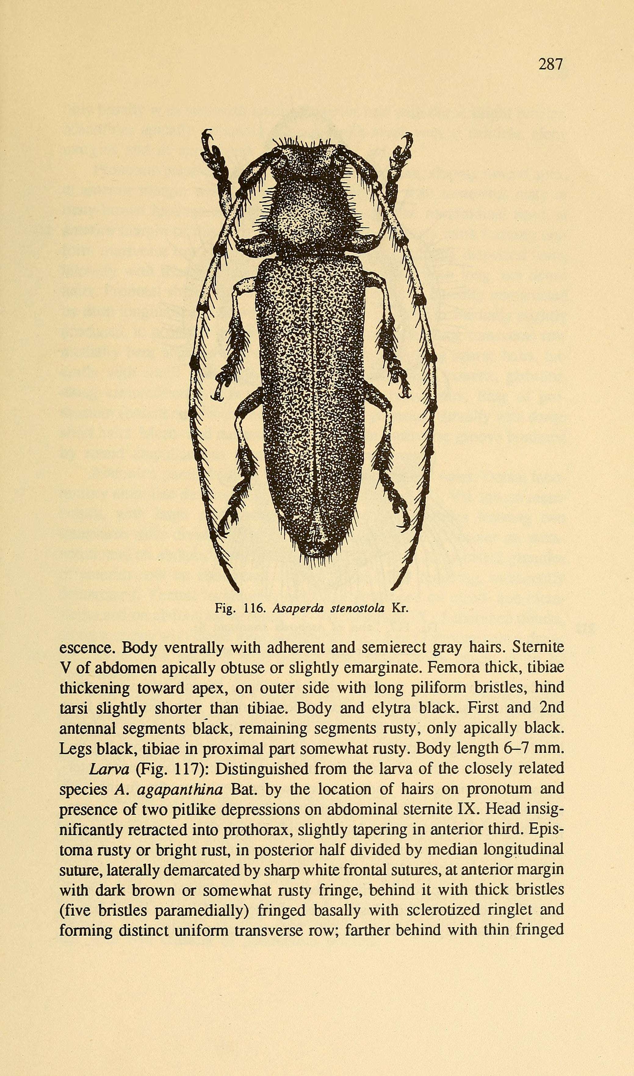 Image of Asaperda stenostola Kraatz 1879