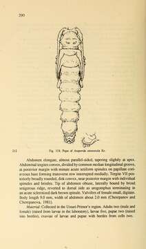 Image of Asaperda stenostola Kraatz 1879