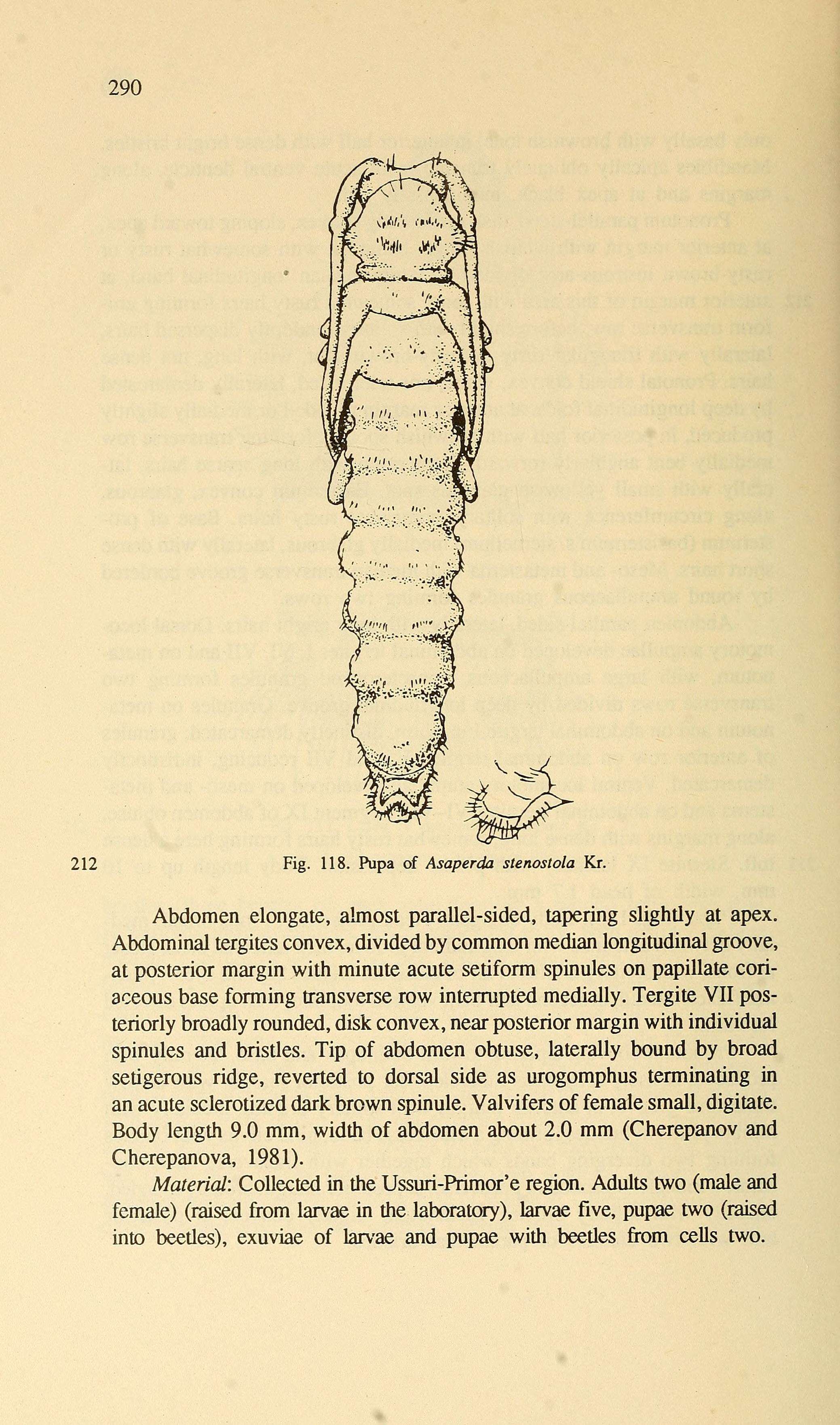 Image of Asaperda stenostola Kraatz 1879