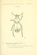 Image de Pterostichus (Melanius) aterrimus (Herbst 1784)