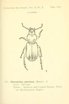 Plancia ëd Pterostichus (Melanius) aterrimus (Herbst 1784)