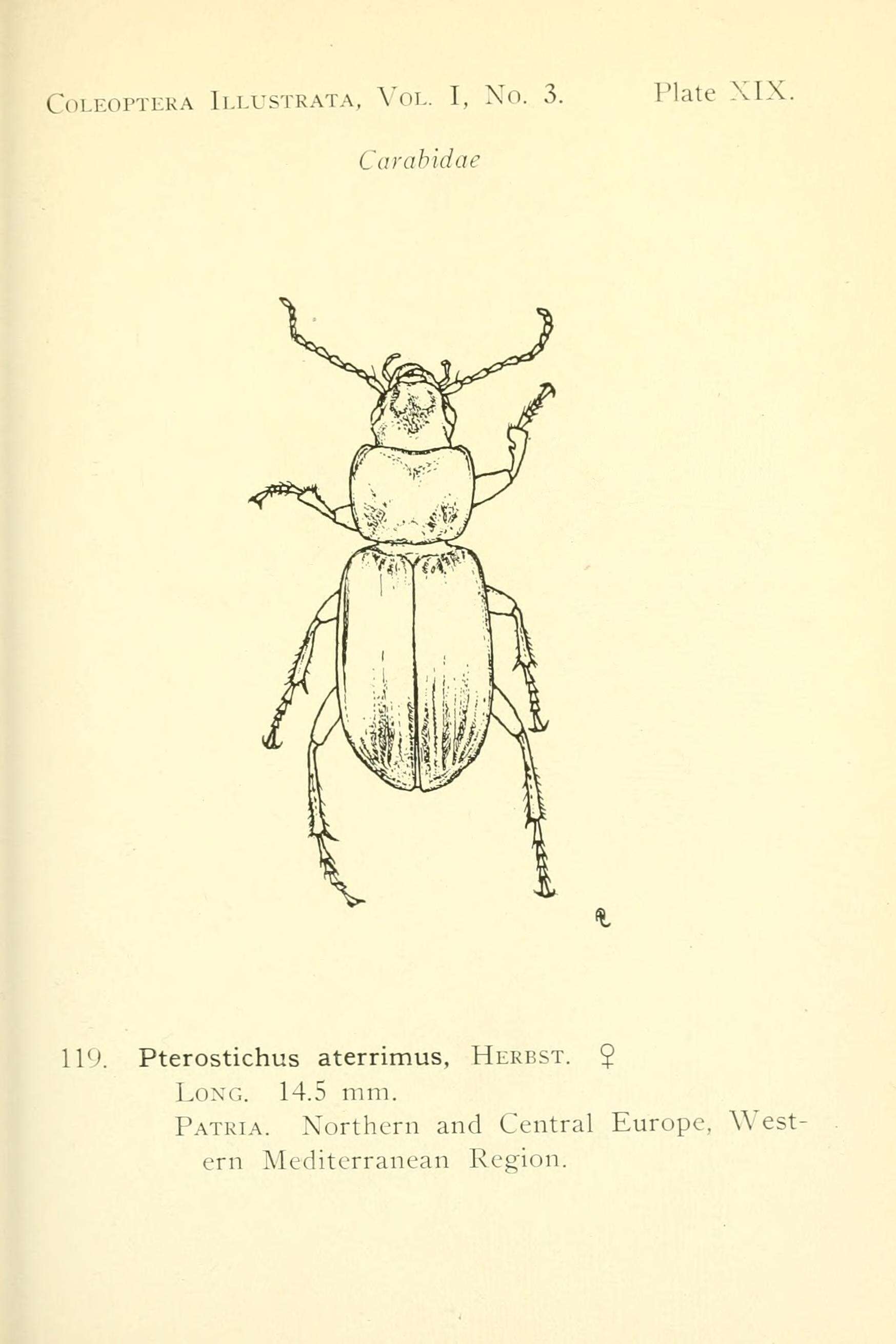 Image de Pterostichus (Melanius) aterrimus (Herbst 1784)