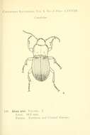 Image of Abax (Abax) parallelepipedus (Piller & Mitterpacher 1783)