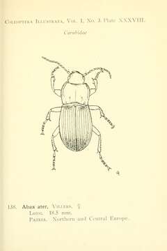 Image of Abax (Abax) parallelepipedus (Piller & Mitterpacher 1783)