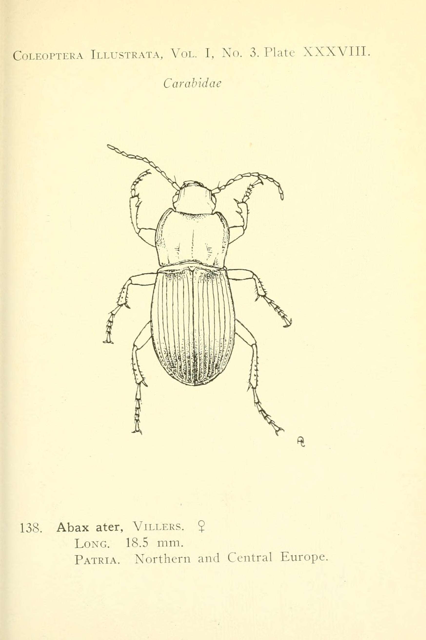 Image of Abax (Abax) parallelepipedus (Piller & Mitterpacher 1783)