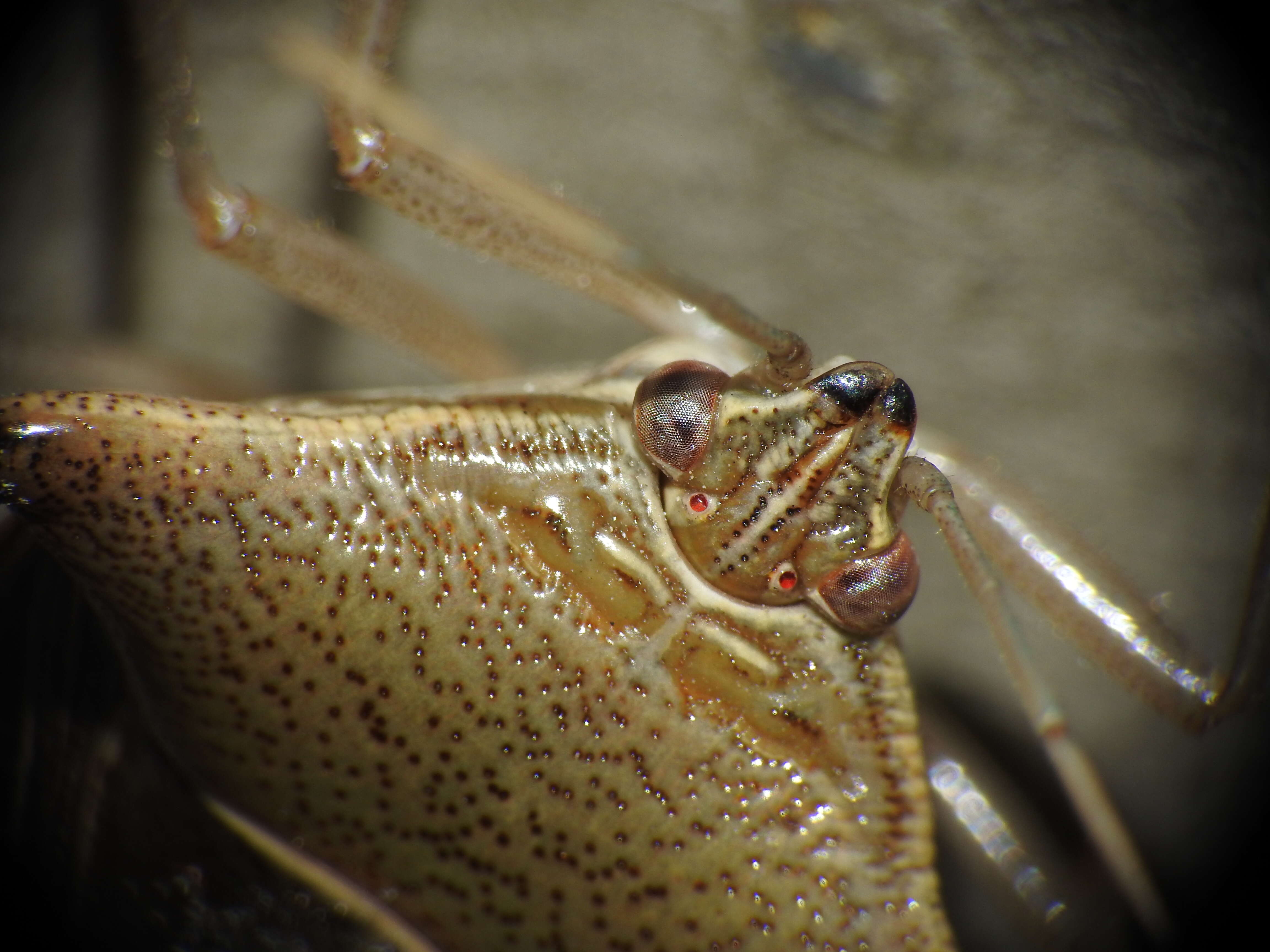 Image of Dusky Stink Bug