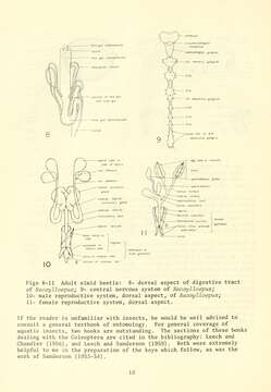 Image of Neocylloepus Brown 1970