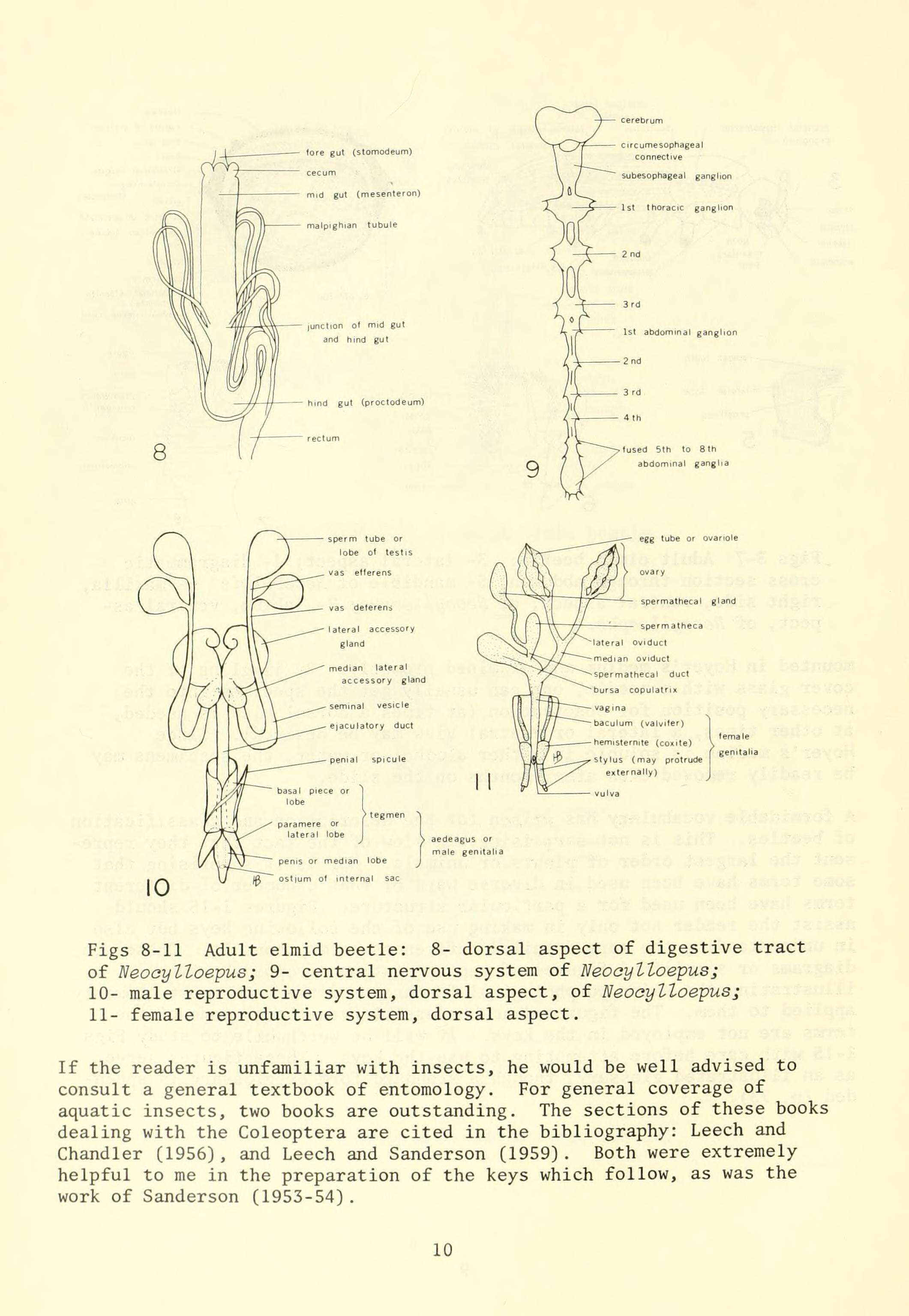 Image of Neocylloepus Brown 1970