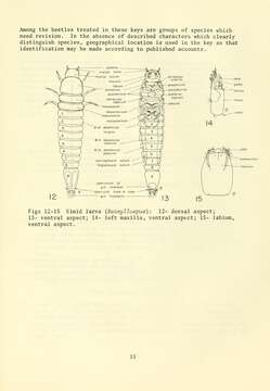 Image of Neocylloepus Brown 1970