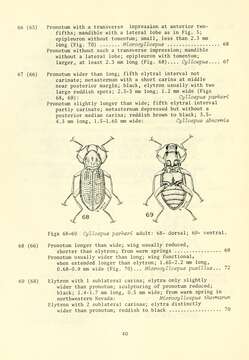 Image of Parker's Cylloepus Riffle Beetle