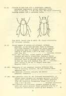 Image of Dryops (Dryops) arizonensis (Schaeffer 1905)