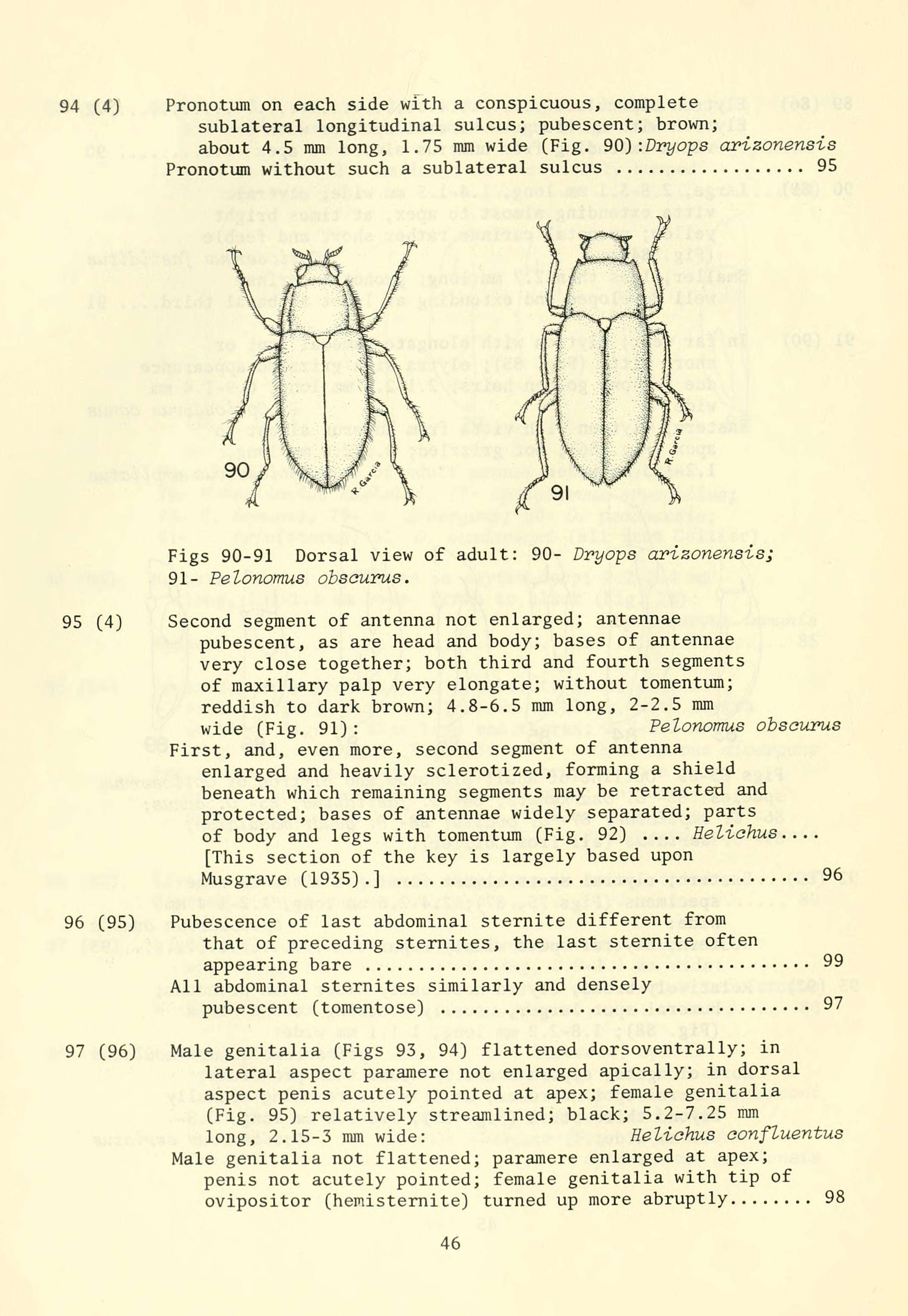 Image of Dryops (Dryops) arizonensis (Schaeffer 1905)
