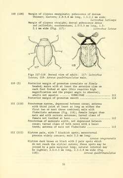 Image of Acneus