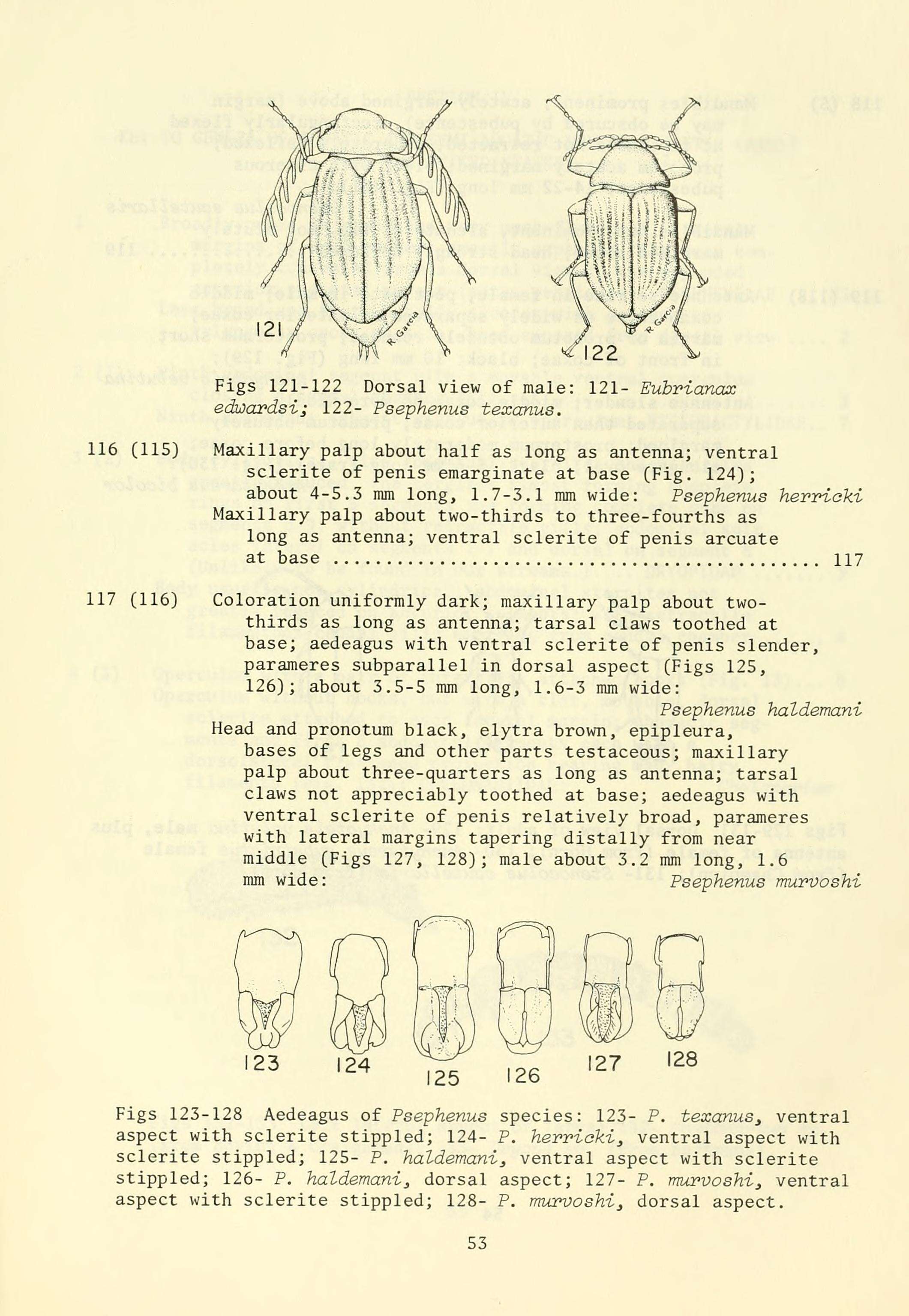 Image of Eubrianax