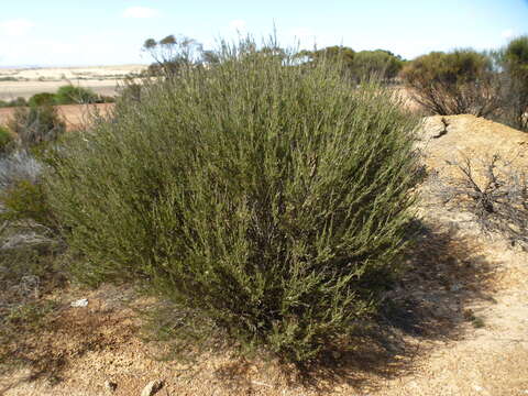 Imagem de Melaleuca condylosa L. A. Craven