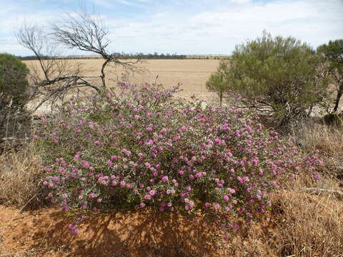 Image of Melaleuca conothamnoides C. A. Gardner