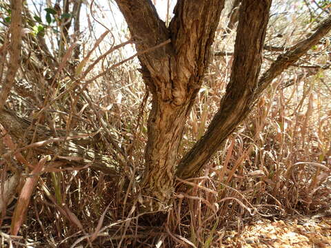 Image of Melaleuca conothamnoides C. A. Gardner