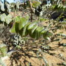 Image de Melaleuca cordata Turcz.