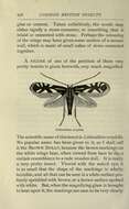 Image de Phyllonorycter coryli (Nicelli 1851)