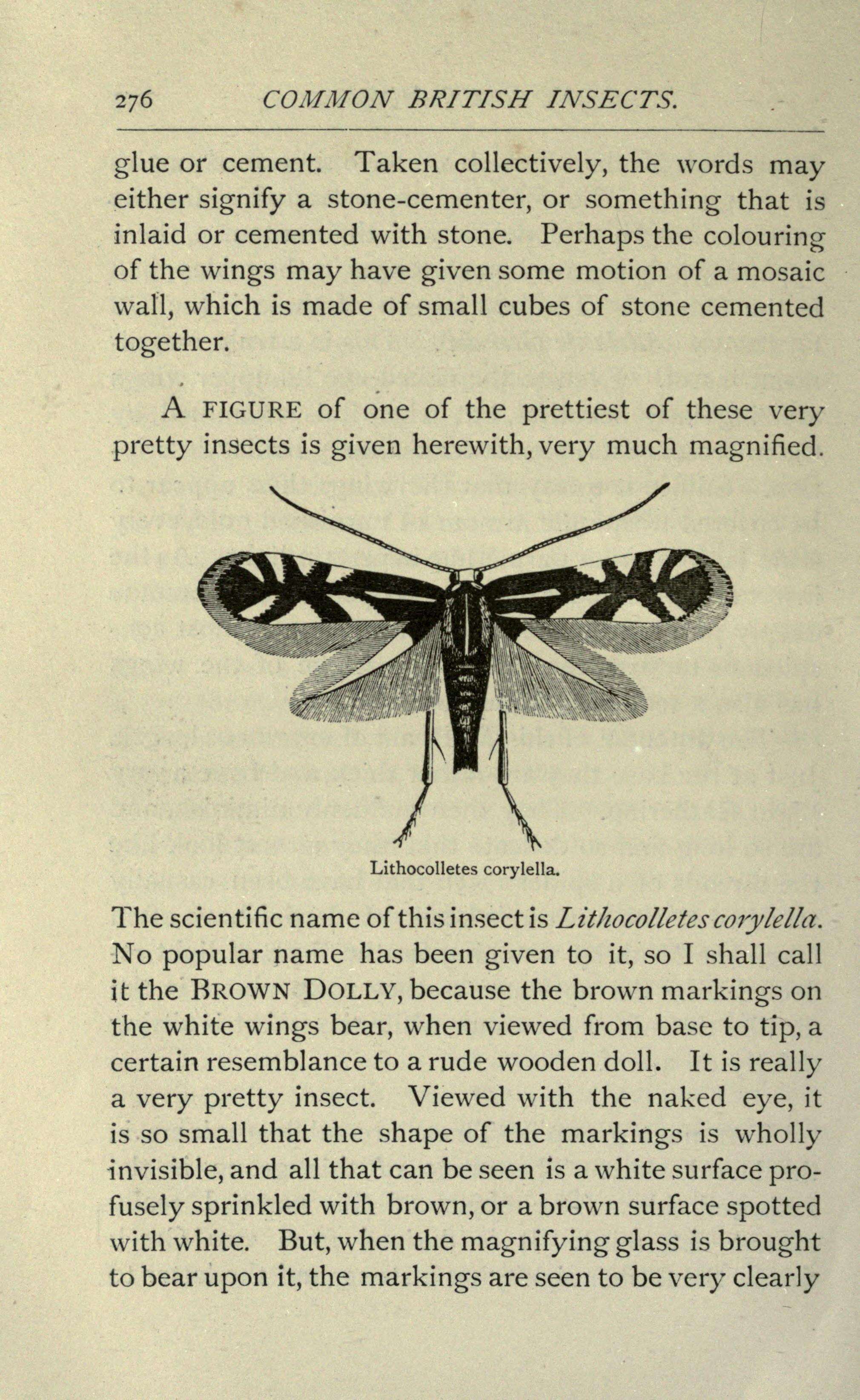 Image de Phyllonorycter coryli (Nicelli 1851)