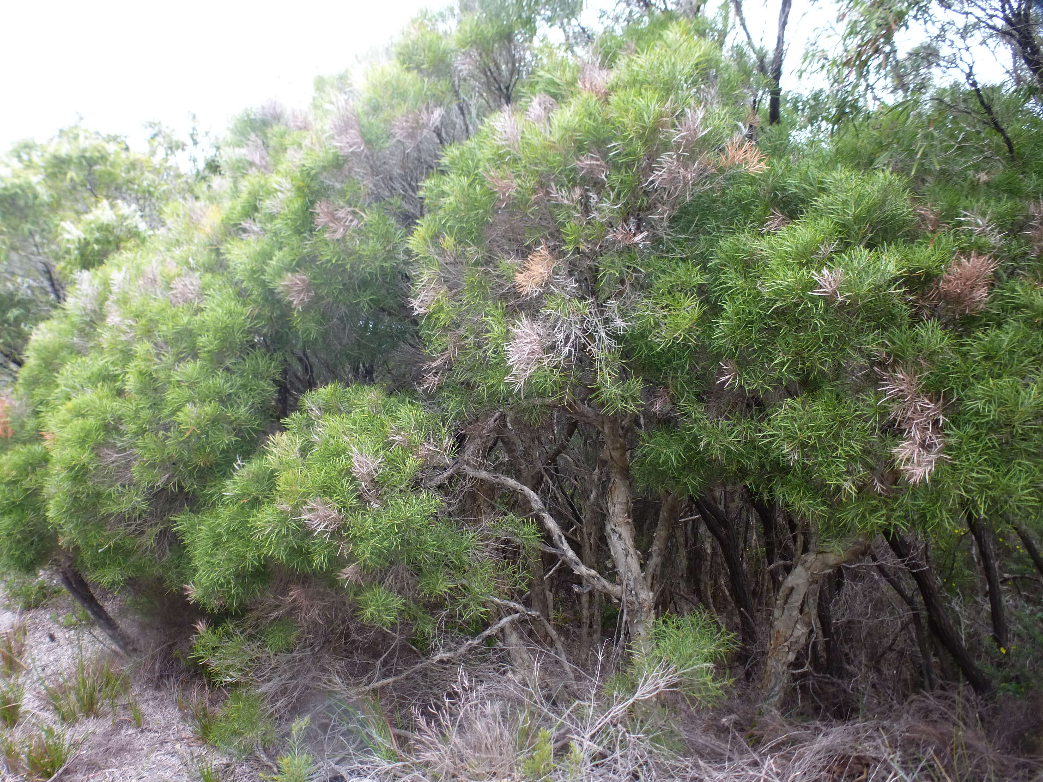 Image of Melaleuca croxfordiae L. A. Craven