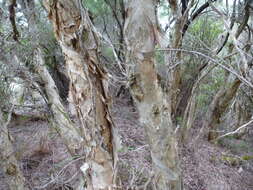 Image of Melaleuca croxfordiae L. A. Craven