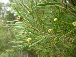 Image of Melaleuca croxfordiae L. A. Craven