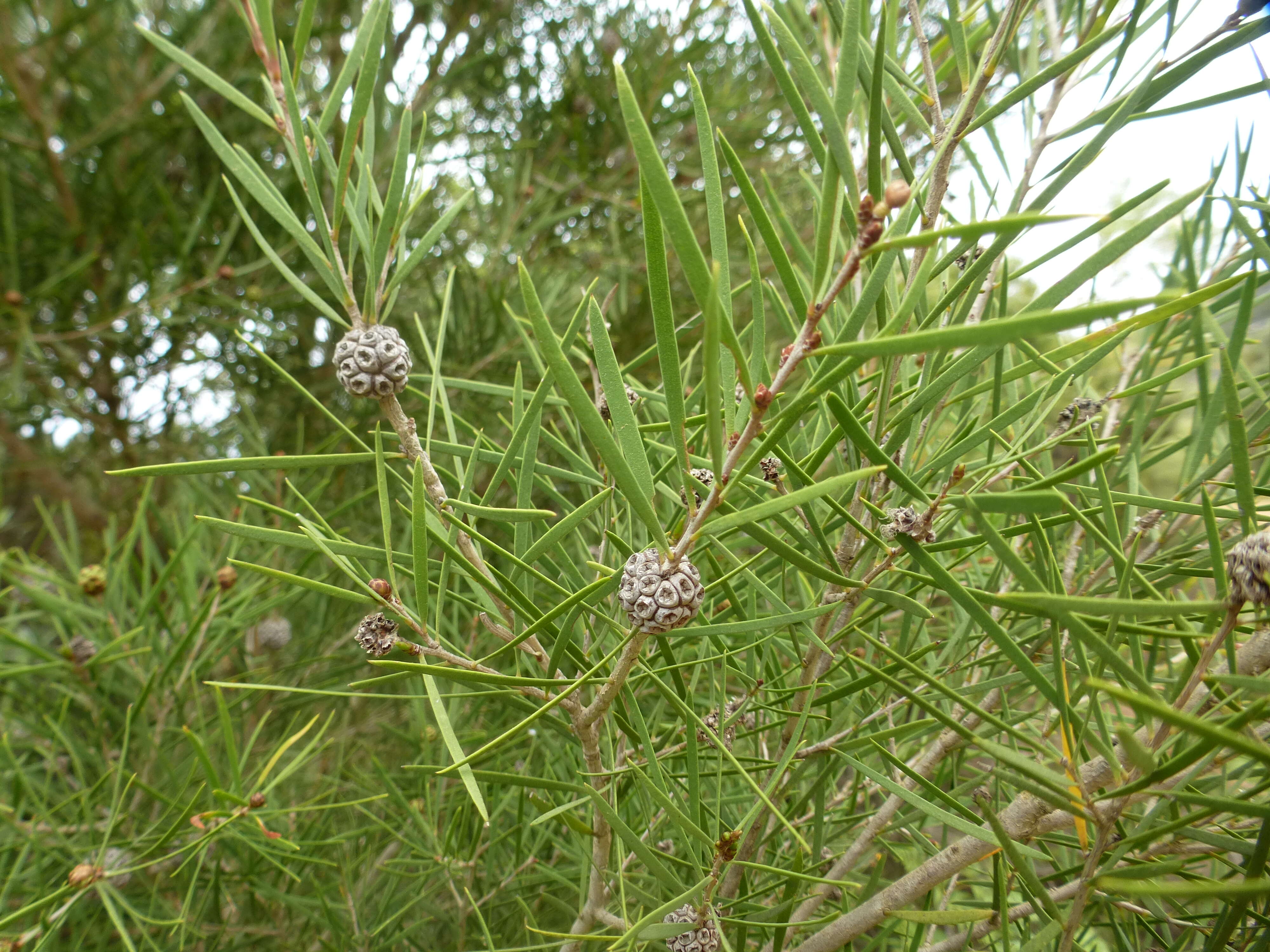 Image of Melaleuca croxfordiae L. A. Craven