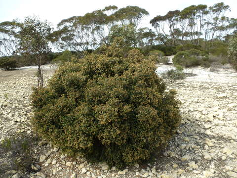 Imagem de Melaleuca dempta (Barlow) L. A. Craven