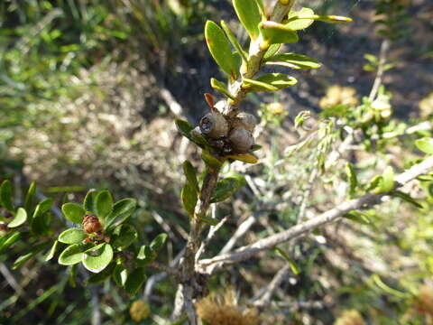 Image de Melaleuca depressa Diels