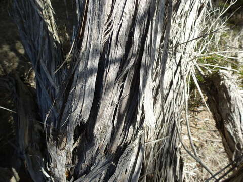 Sivun Melaleuca eleuterostachya F. Müll. kuva