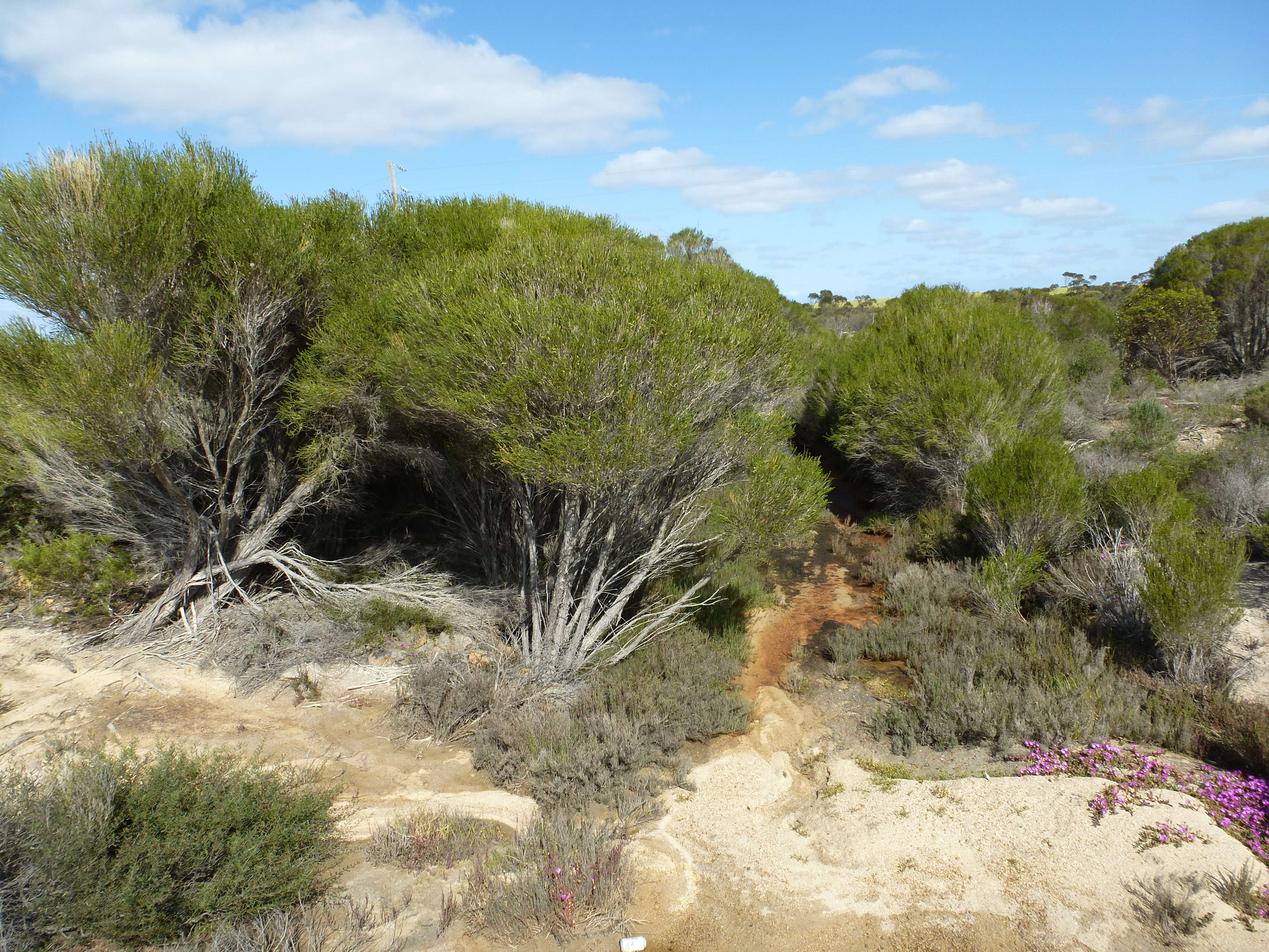 Sivun Melaleuca eleuterostachya F. Müll. kuva