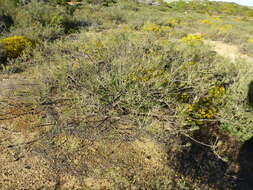 Image of Melaleuca filifolia F. Müll.
