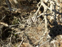 Image of Melaleuca filifolia F. Müll.