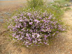 Sivun Melaleuca glaberrima F. Müll. kuva