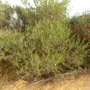 Plancia ëd Melaleuca glena L. A. Craven