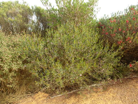 Plancia ëd Melaleuca glena L. A. Craven