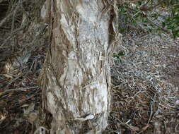 Sivun Melaleuca globifera R. Br. kuva