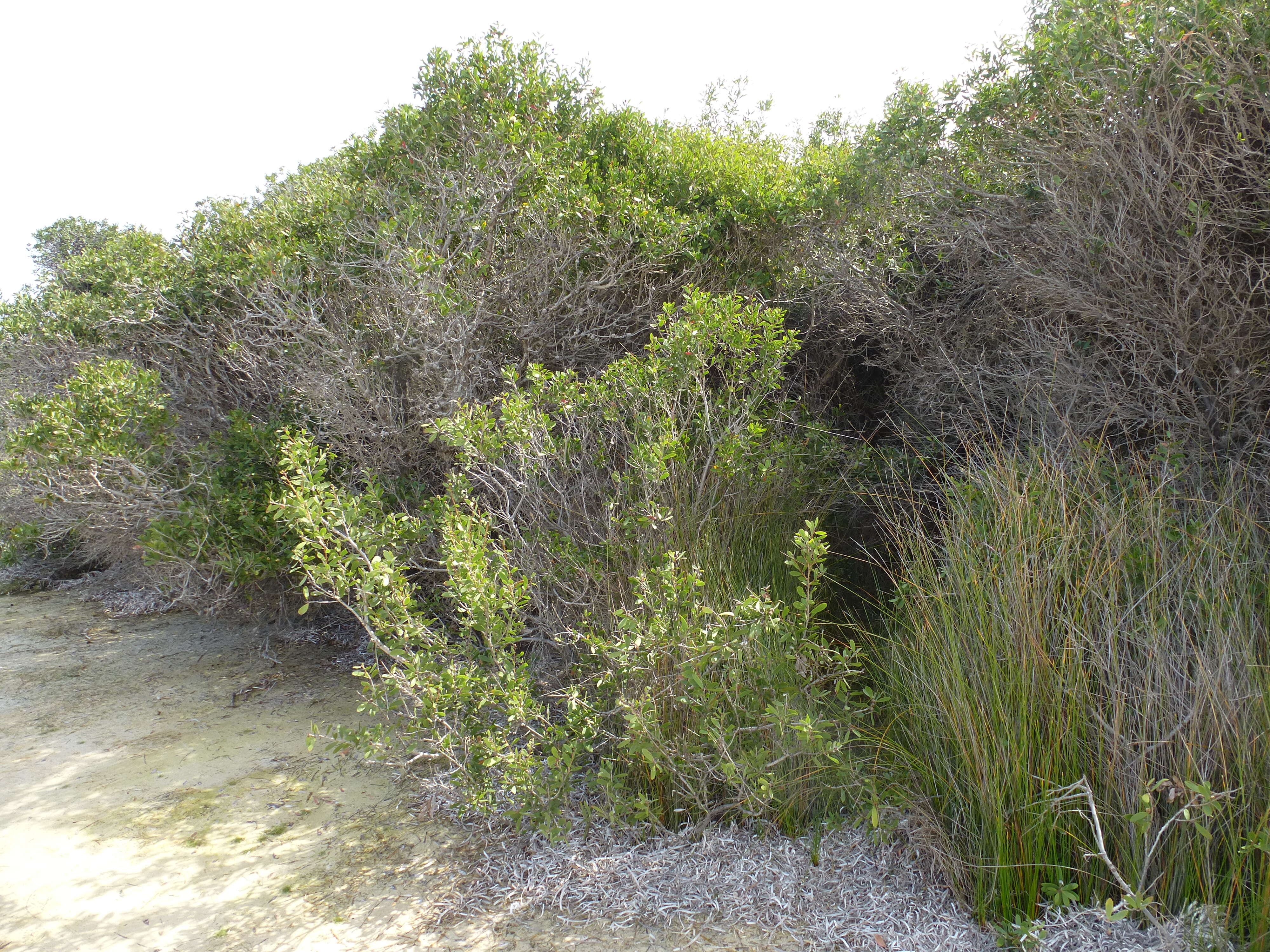 Sivun Melaleuca globifera R. Br. kuva