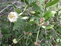 Sivun Melaleuca globifera R. Br. kuva