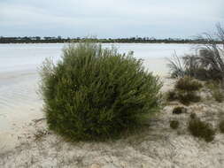 Image of Melaleuca halophila L. A. Craven