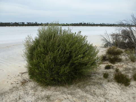 Melaleuca halophila L. A. Craven resmi