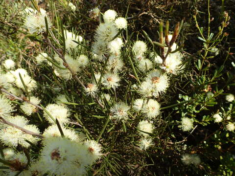 Image of Melaleuca hamata Field. & G. A. Gardner