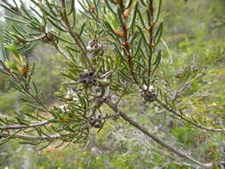 صورة Melaleuca holosericea Schau.