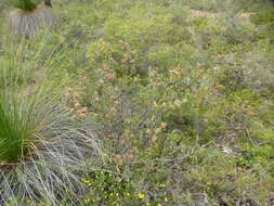 صورة Melaleuca holosericea Schau.