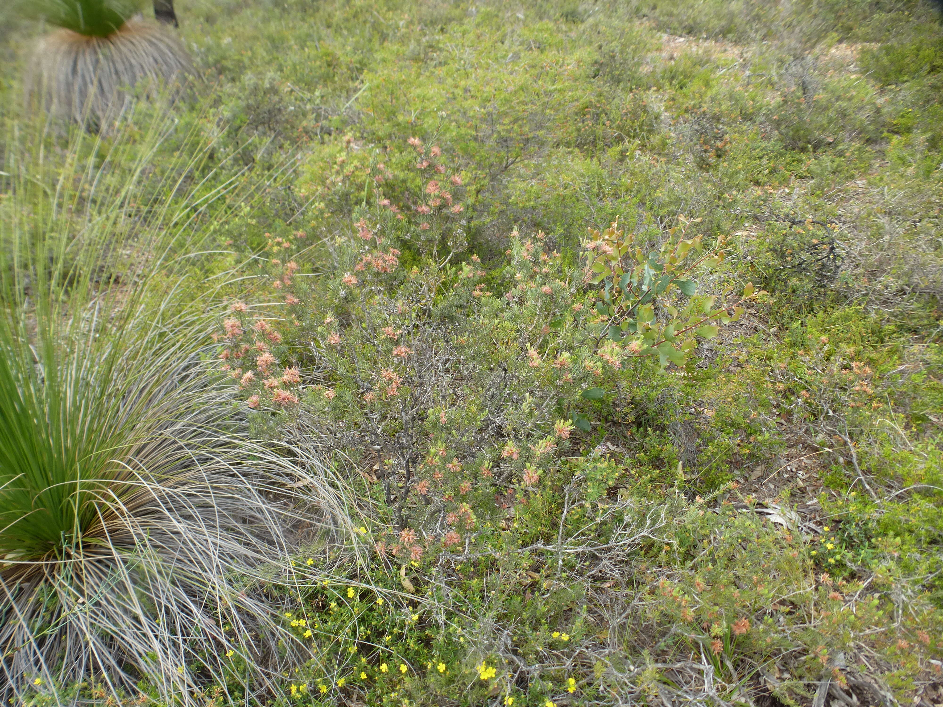 Sivun Melaleuca holosericea Schau. kuva